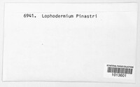 Lophodermium pinastri image
